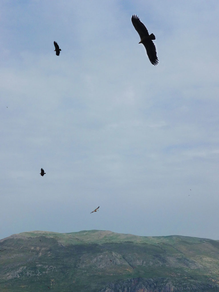 balade week-end dans le Verdon vautours Provence
